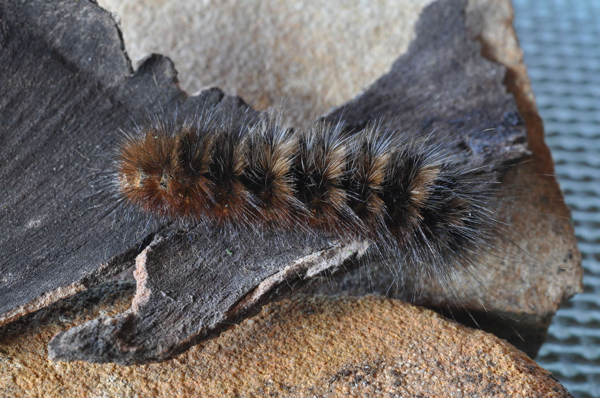 Image of Anthela connexa (Walker 1855)