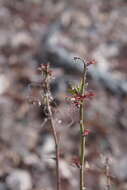 Слика од Rose rosette emaravirus