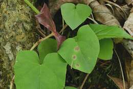 Imagem de Puccinia orbicula Peck & Clinton 1878