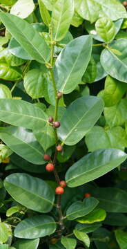 Image of Dye Fig