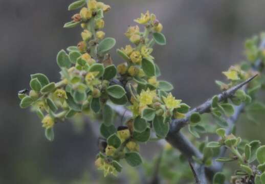 Image of Condalia fasciculata I. M. Johnst.