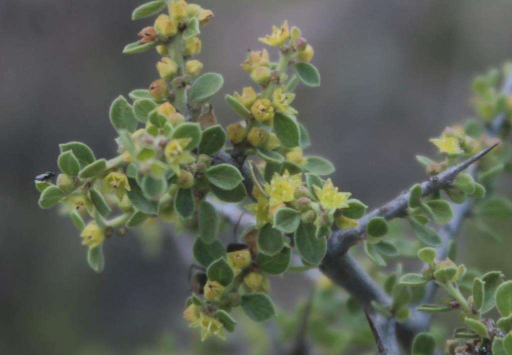 Image of Condalia fasciculata I. M. Johnst.