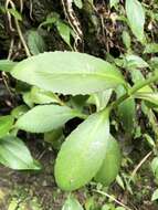 Kalanchoe deficiens (Forskål) Asch. & Schweinf. resmi