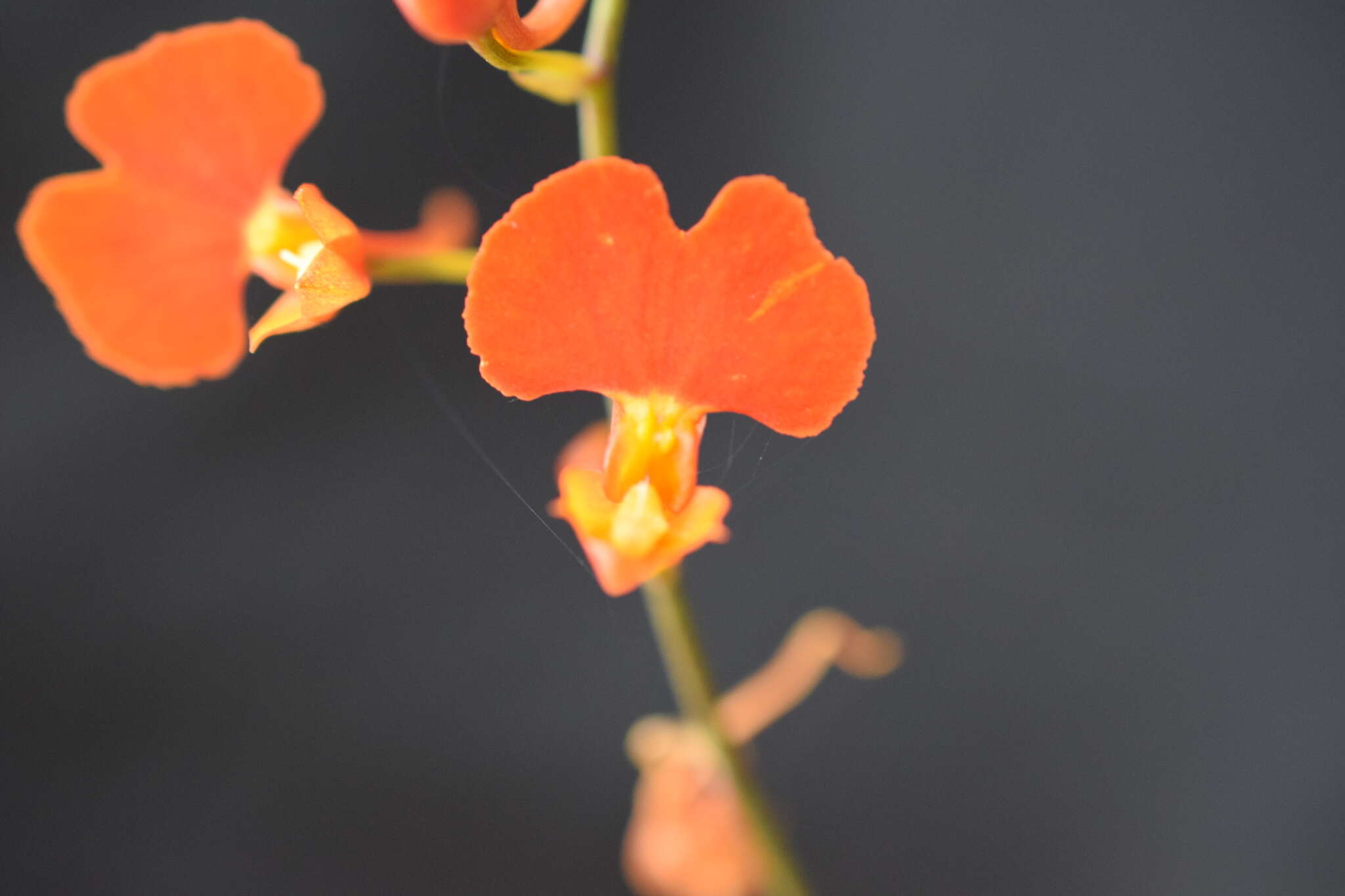 Image of Comparettia coccinea Lindl.