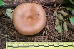 Image of Lactarius chelidonium Peck 1872