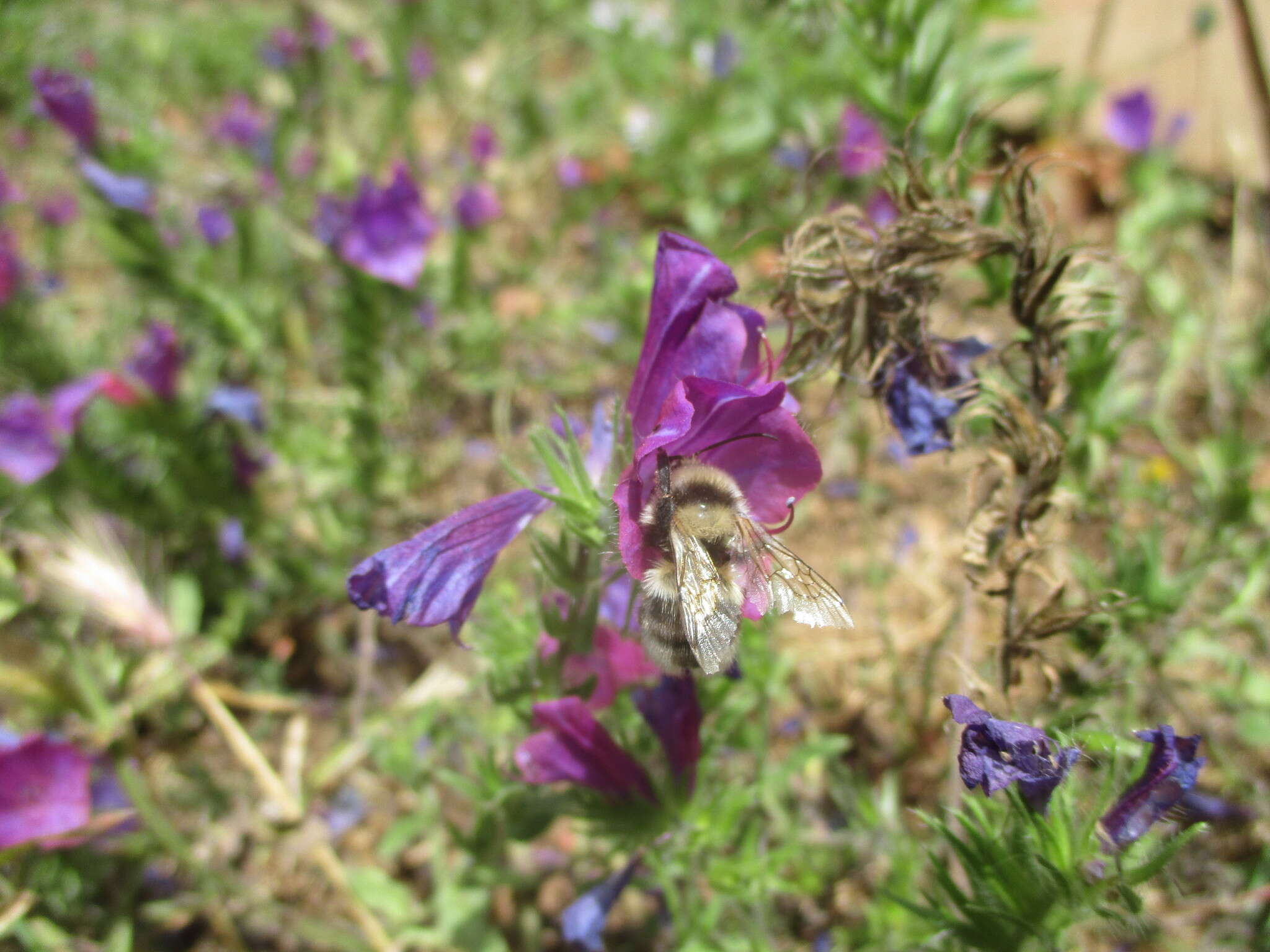 Image of Large garden bumblebee