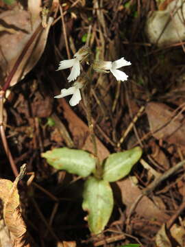 Image of Zeuxine longilabris (Lindl.) Trimen