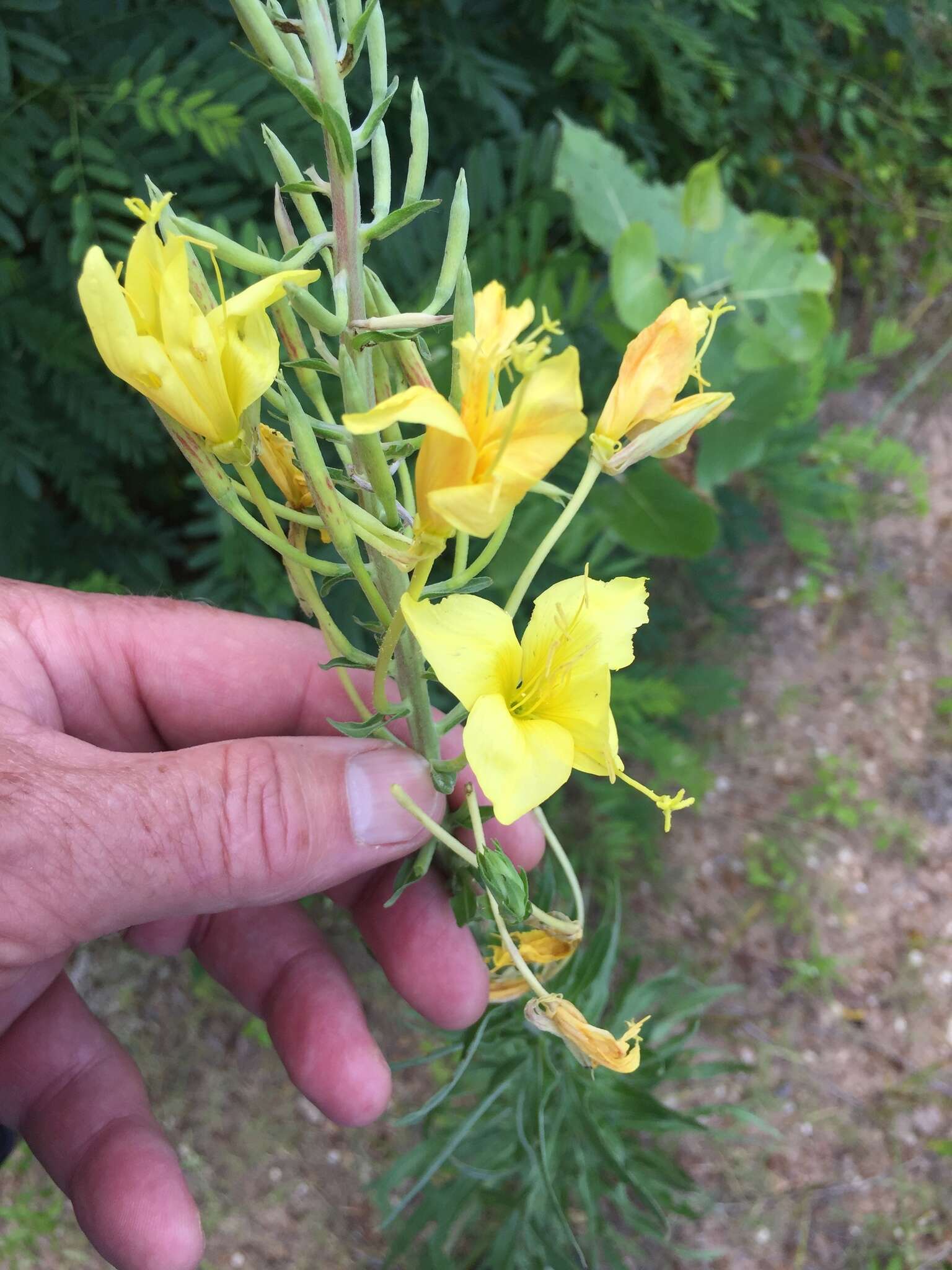 Imagem de Oenothera rhombipetala Nutt. ex Torr. & Gray