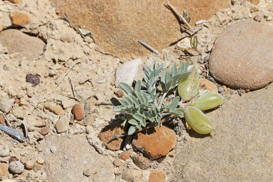 Sivun Astragalus chamaeleuce var. chamaeleuce kuva