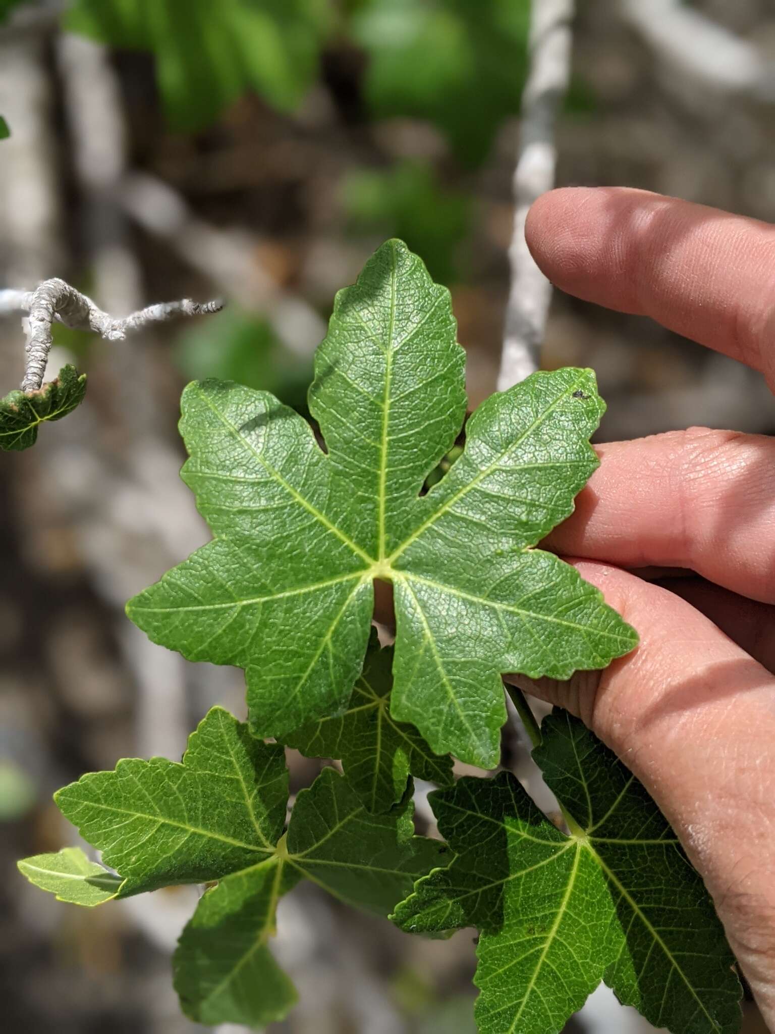 Imagem de <i>Malva assurgentiflora</i> subsp. <i>glabra</i> (Philbrick) M. F. Ray