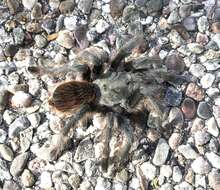 Image of Aphonopelma madera Hamilton, Hendrixson & Bond 2016