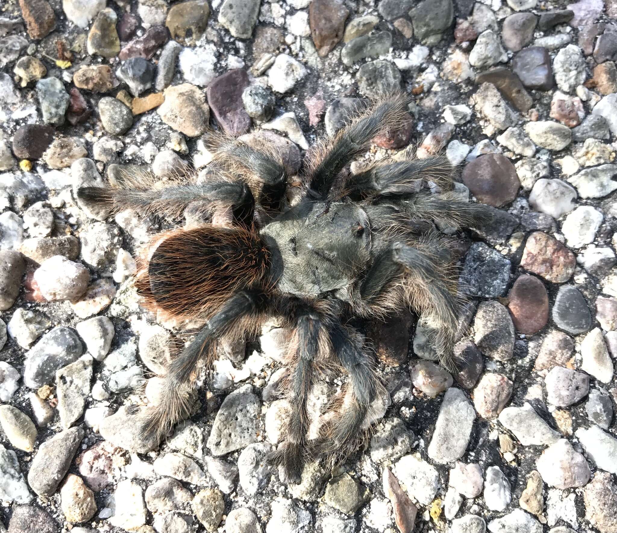 Image of Aphonopelma madera Hamilton, Hendrixson & Bond 2016