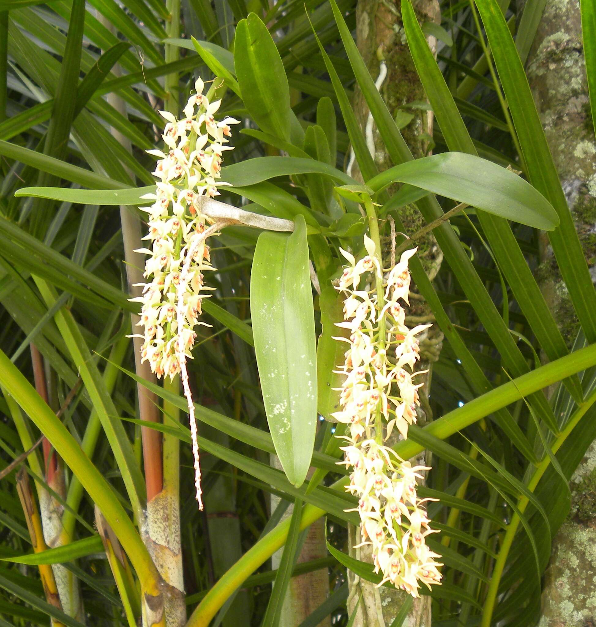 Image of Epidendrum ferrugineum Ruiz & Pav.