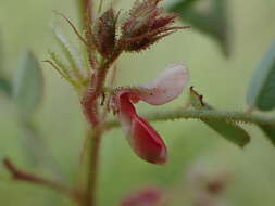 Sivun Indigofera adenoides Baker fil. kuva