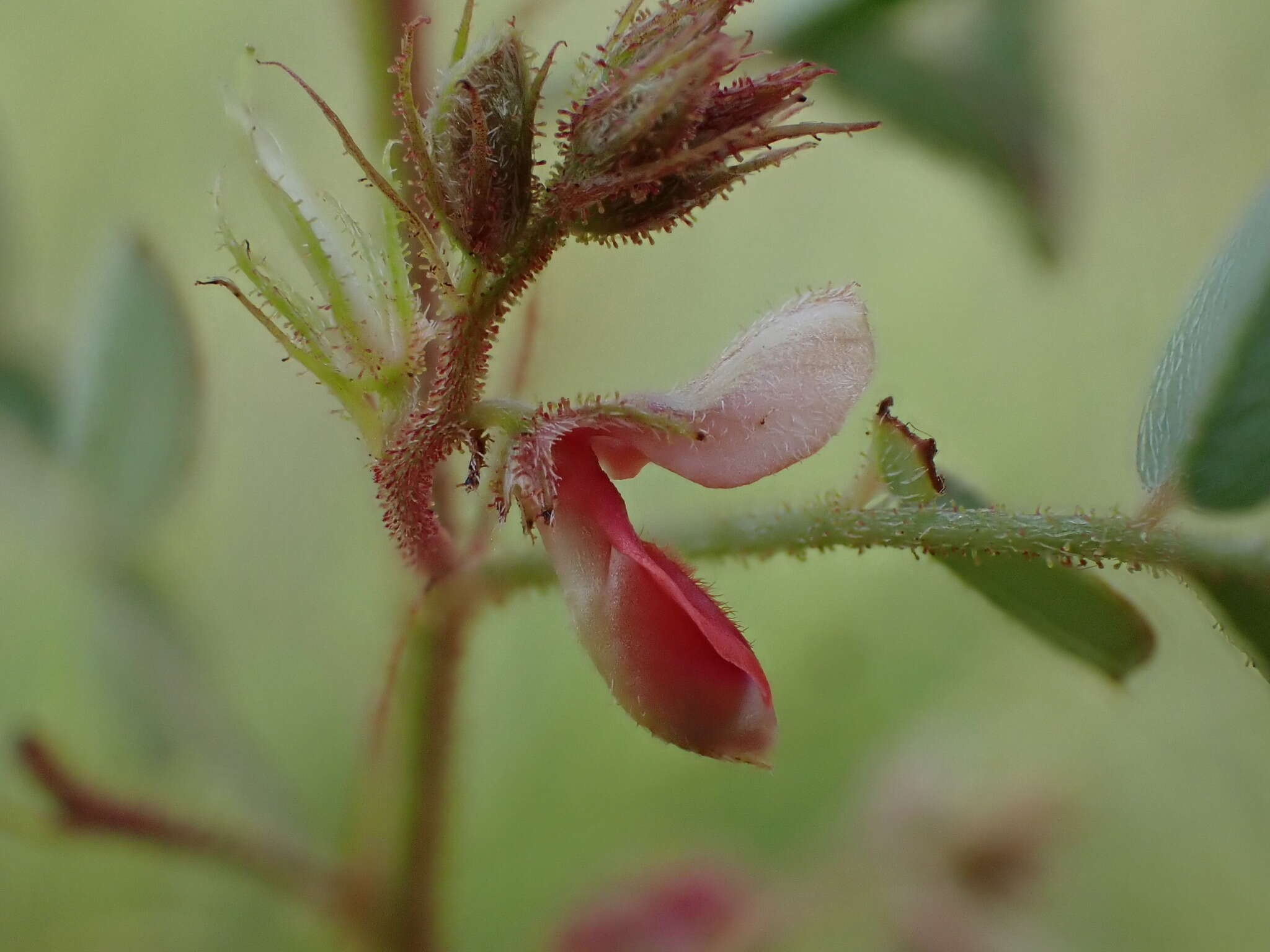 Image de Indigofera adenoides Baker fil.