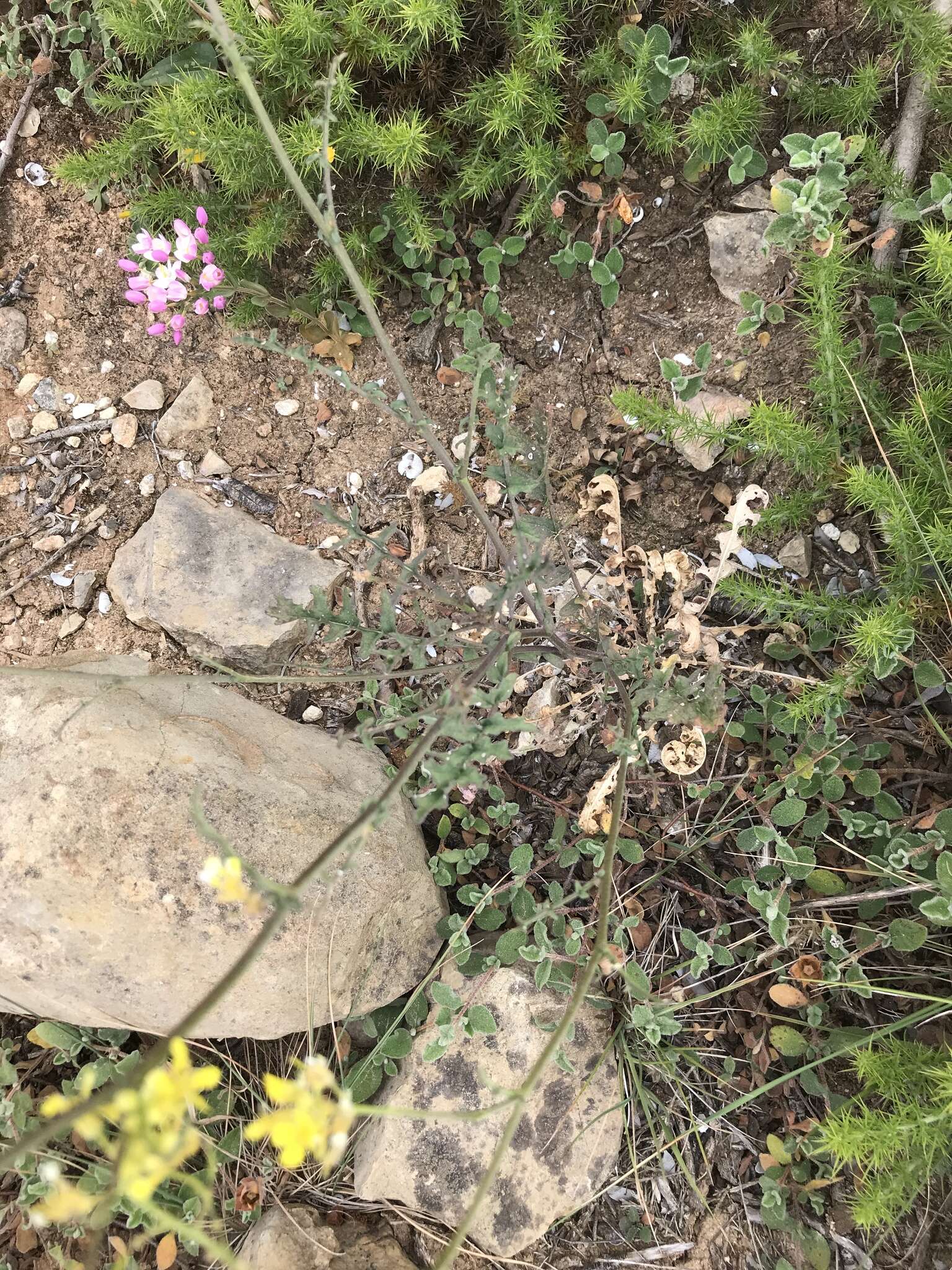 Image of Erucastrum nasturtiifolium (Poir.) O. E. Schulz