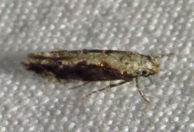 Image of Coleotechnites Flower Moth