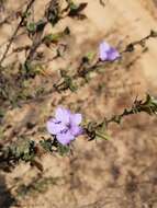 Image of Barleria crassa C. B. Cl.