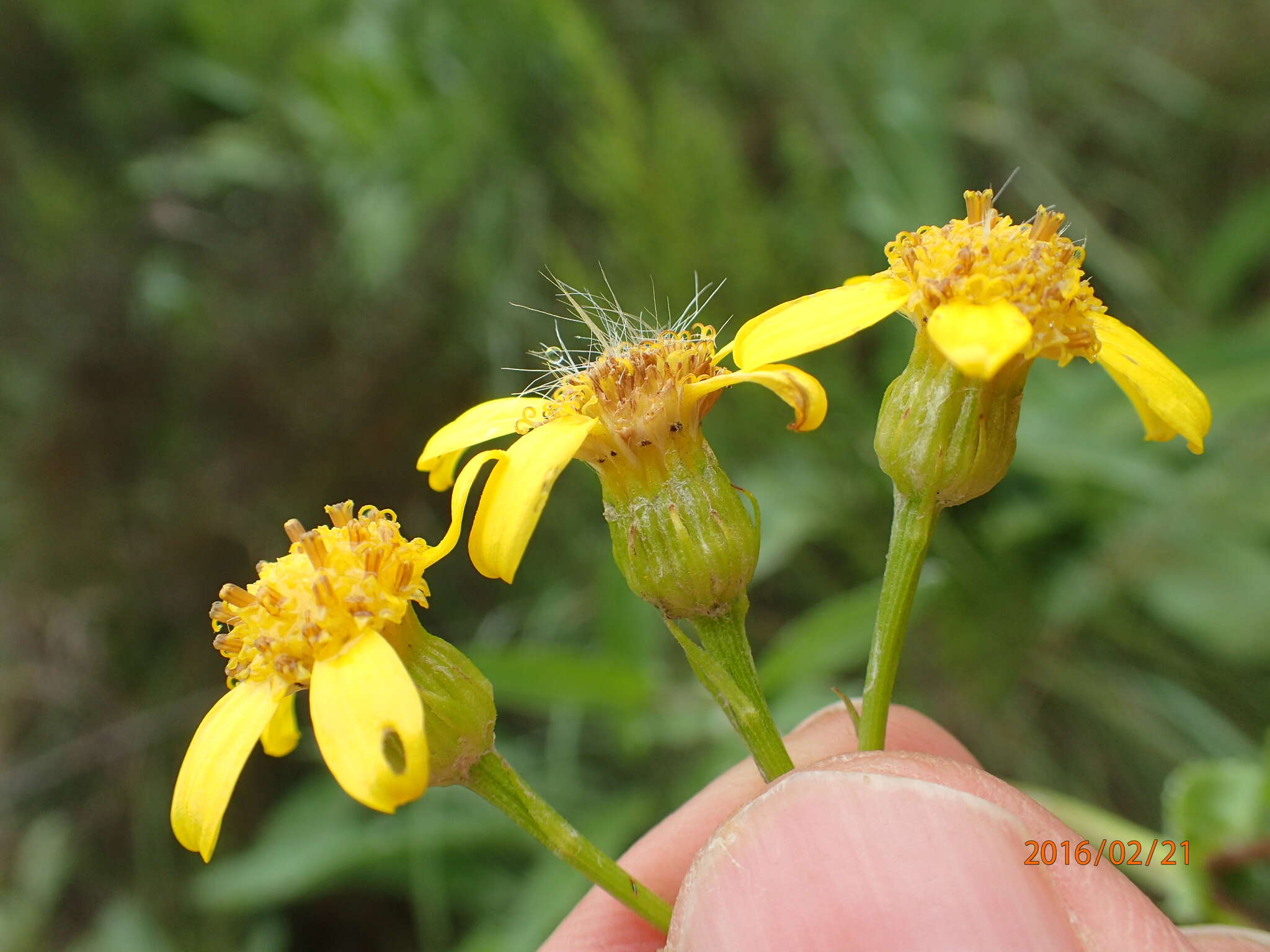 Image of Senecio inornatus DC.