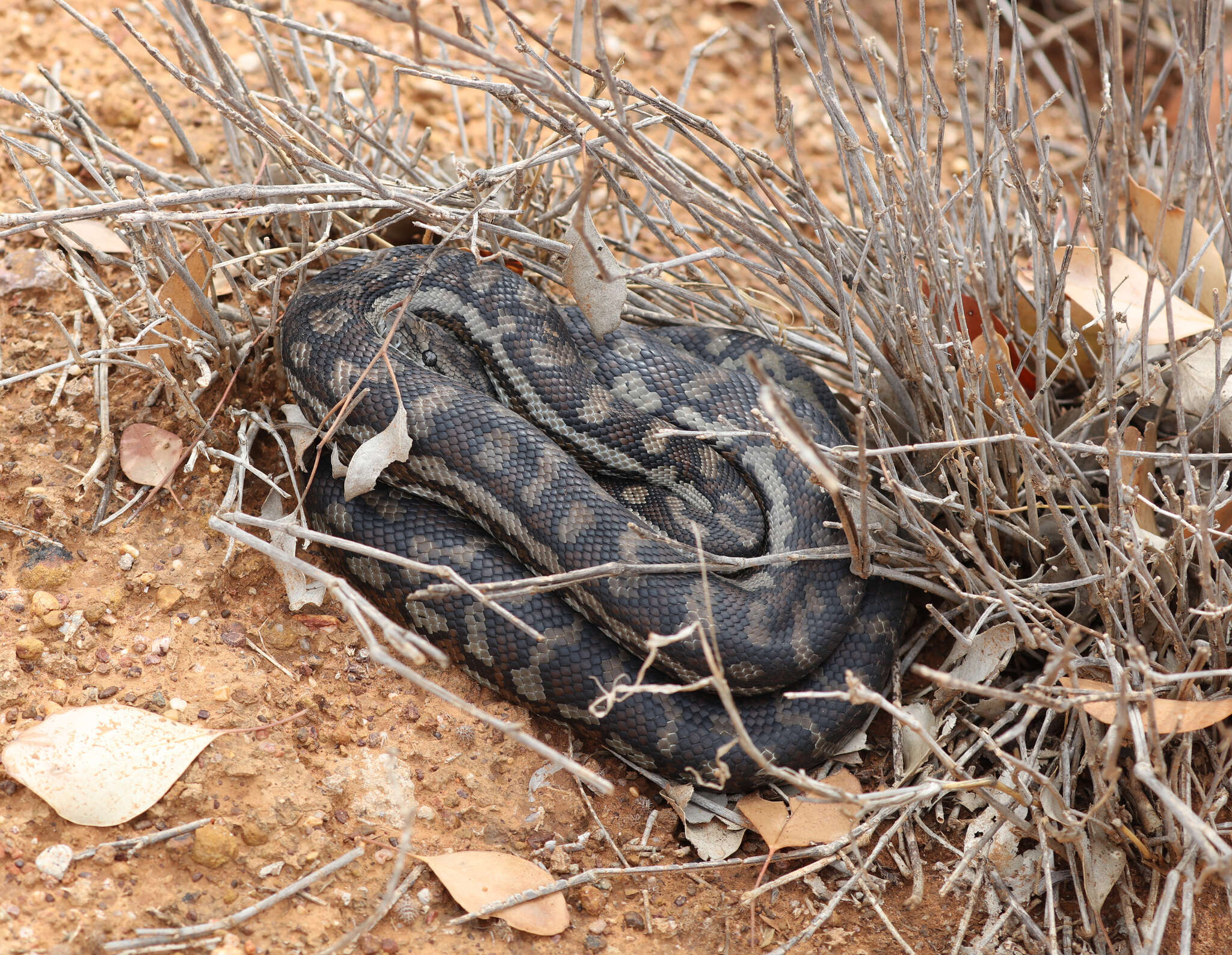 Image of Morelia spilota metcalfei Wells & Wellington 1984