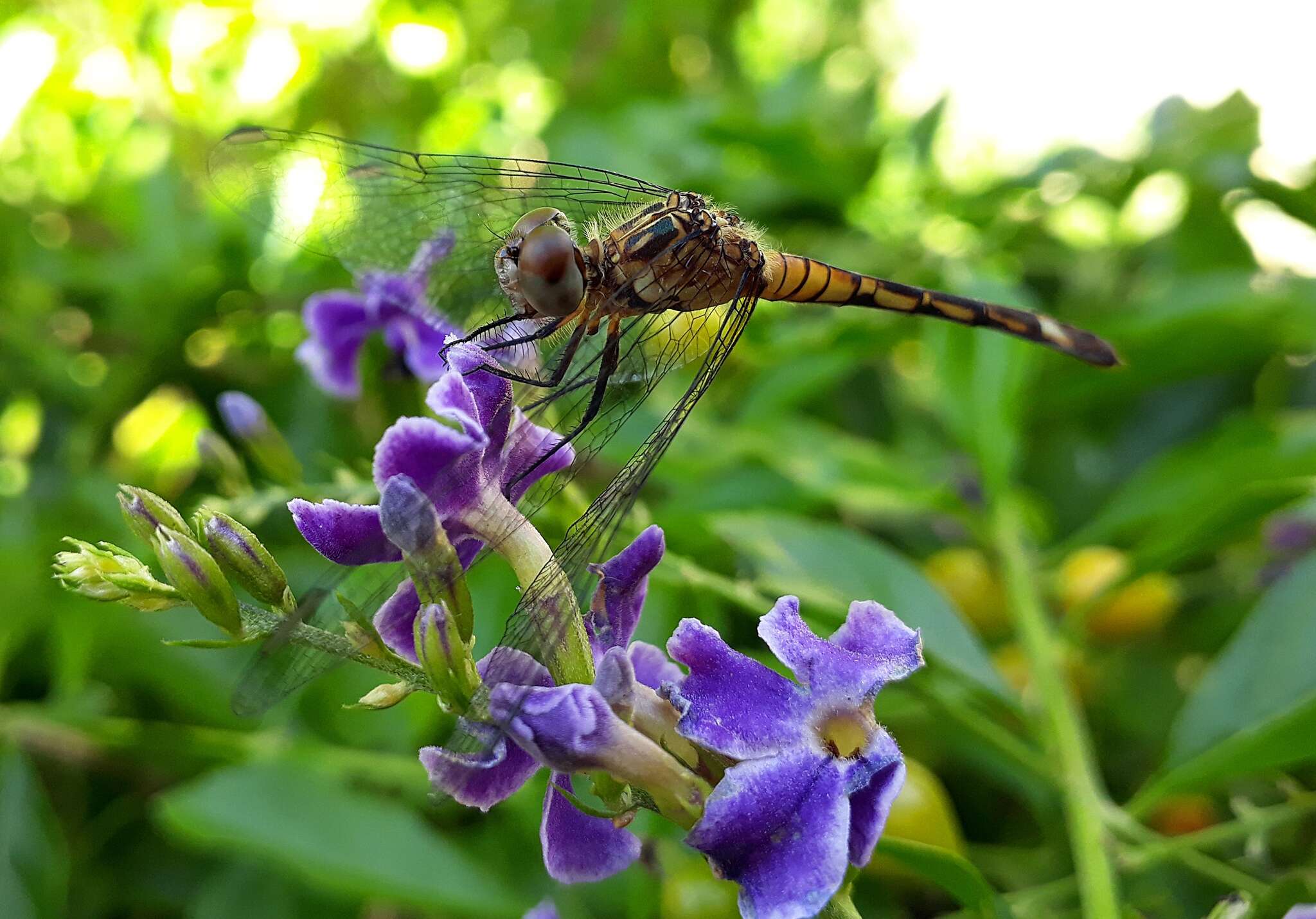 Слика од Micrathyria longifasciata Calvert 1909