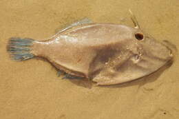 Image of Batfish