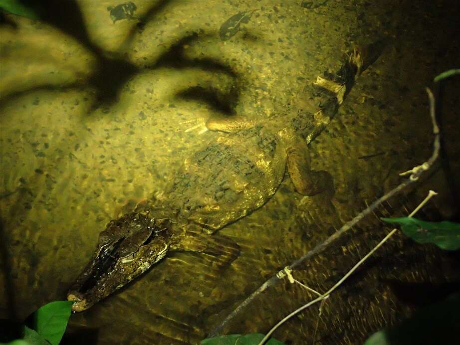 Image of Schneider's Smooth-fronted Caiman