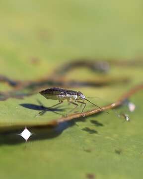 Image of Mulsant's Water Treader