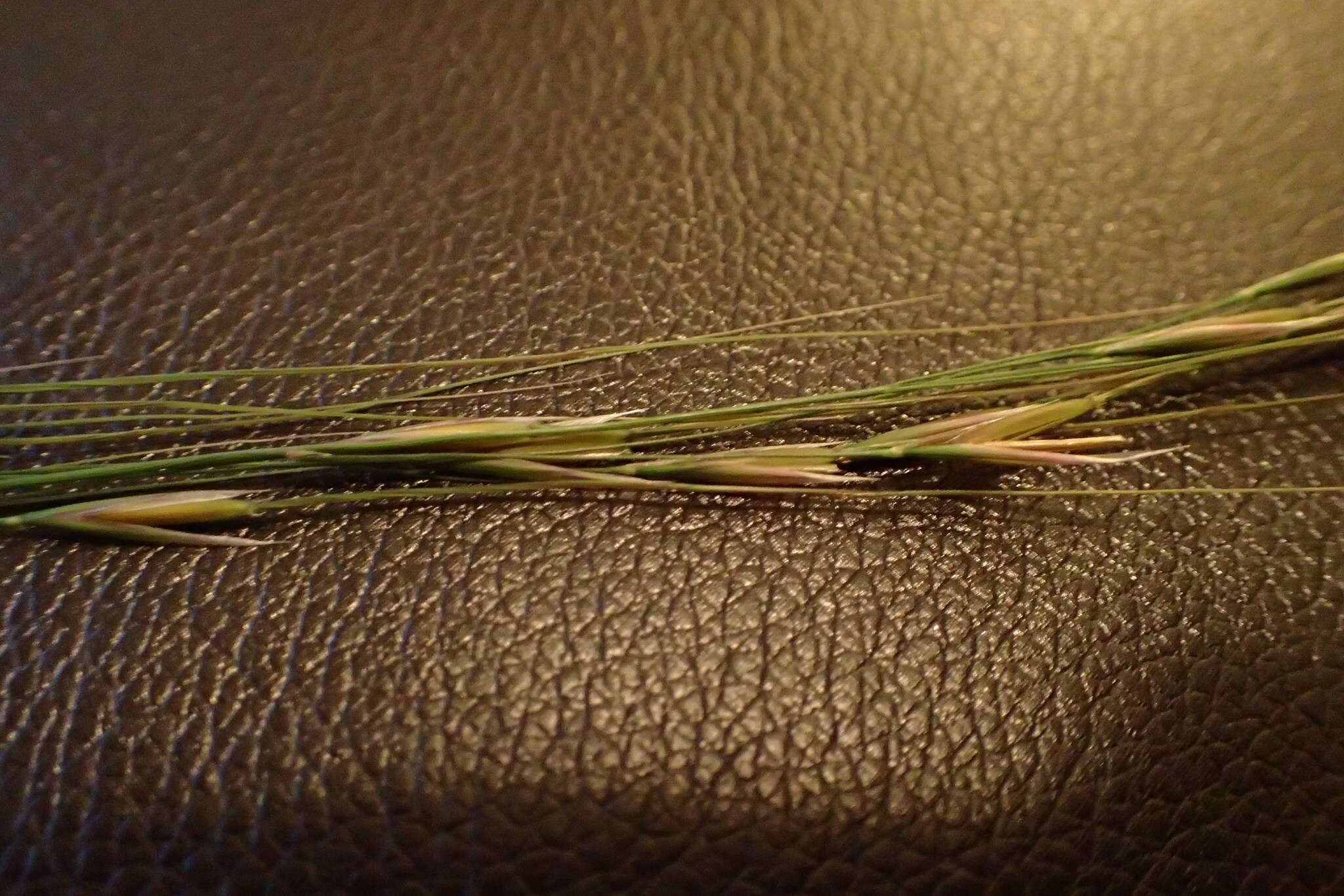 Image of Texas wintergrass