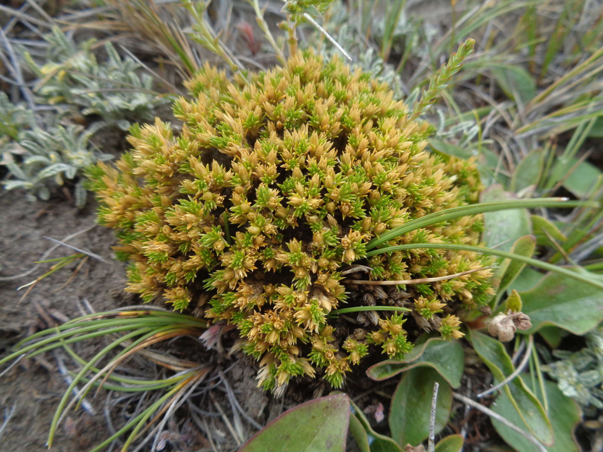 Image of Colobanthus lycopodioides Griseb.