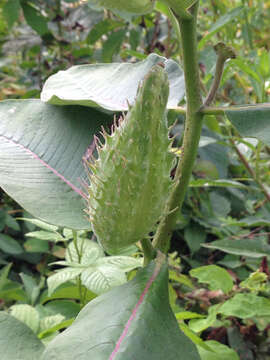 Image of common milkweed