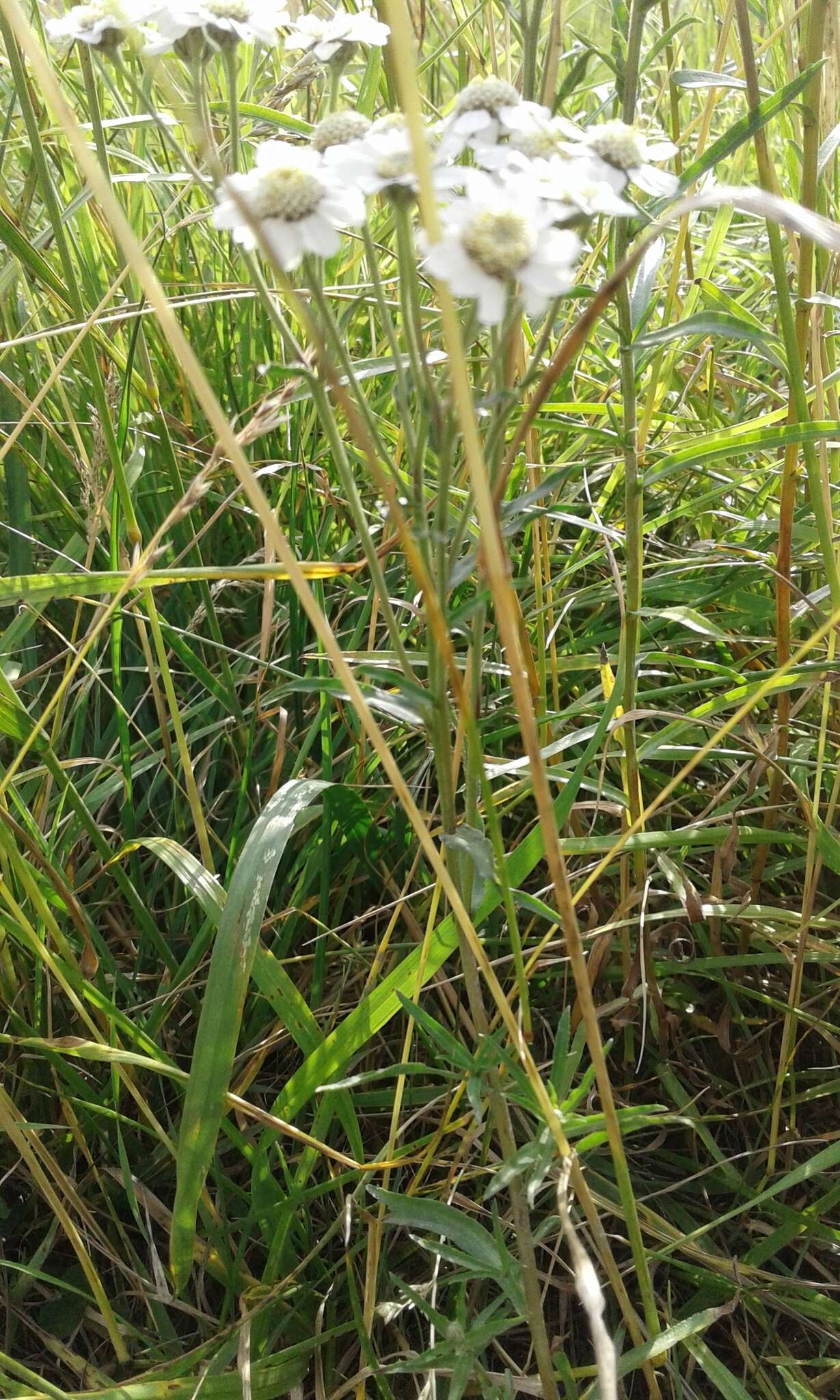 Image of Sneezeweed