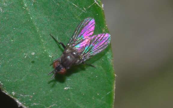 Image of Coenosia agromyzina (Fallen 1825)