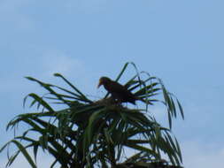 Image of Russet-backed Oropendola