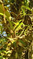 Image of Angraecum conchiferum Lindl.