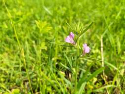 Image of Misopates orontium subsp. orontium