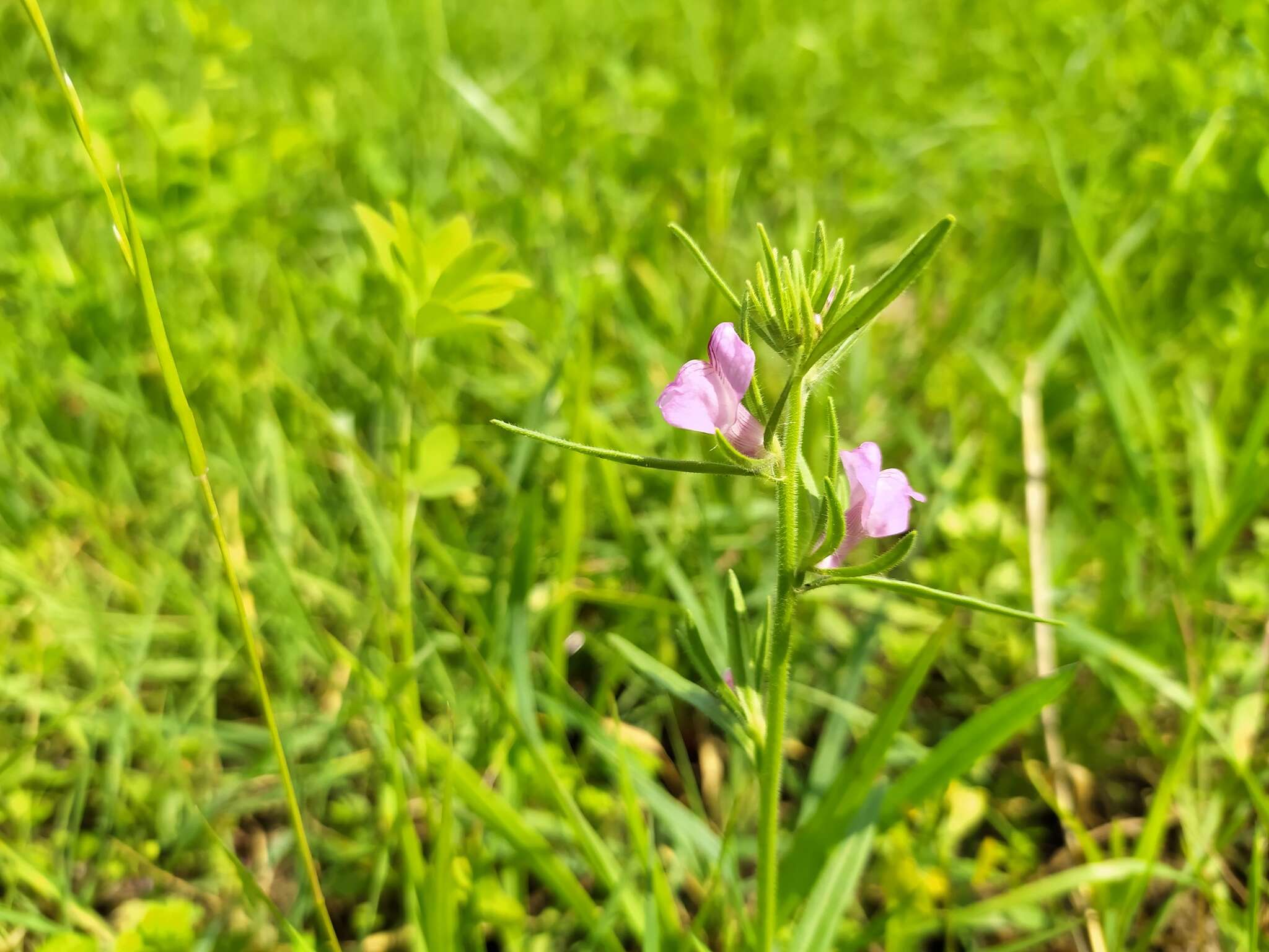 Слика од Misopates orontium subsp. orontium