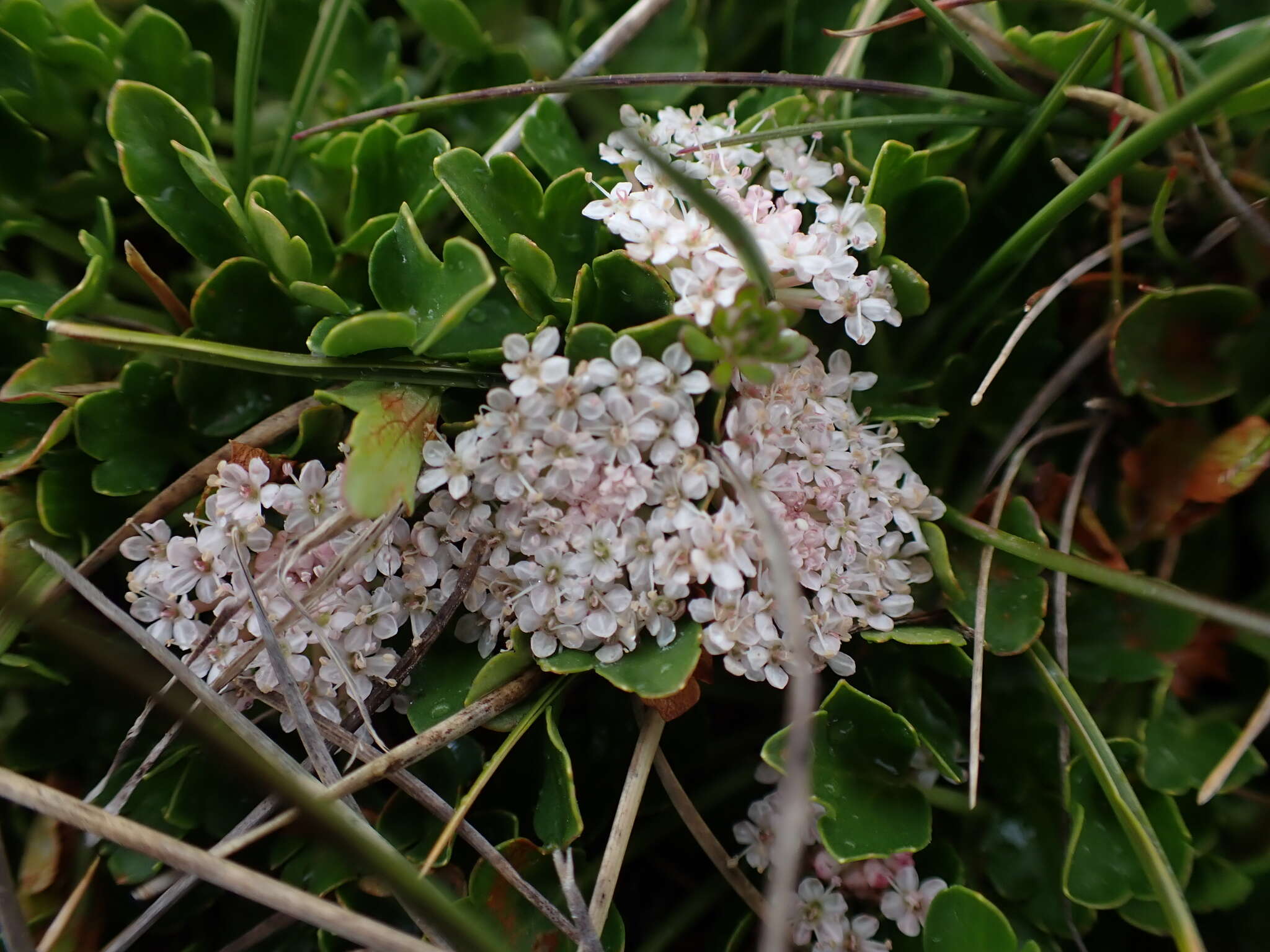 Trachymene humilis (Domin) Benth. resmi