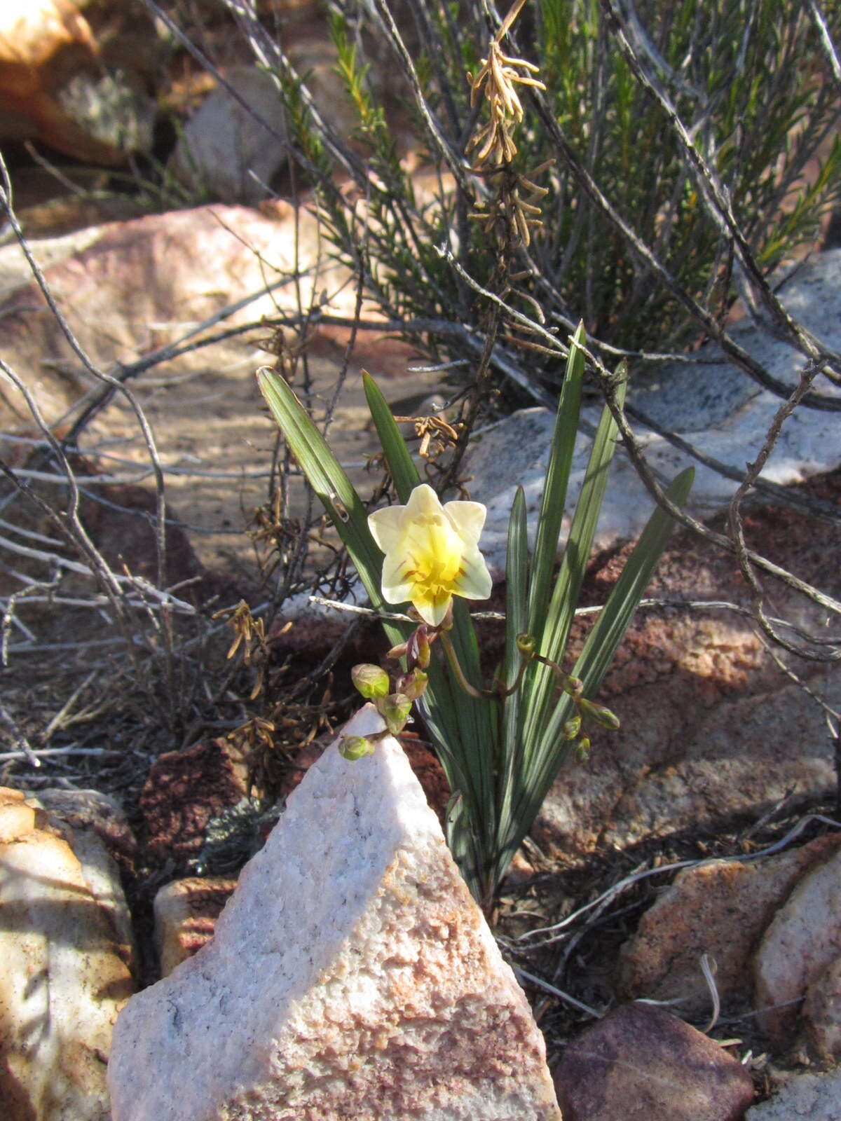 Image of Freesia occidentalis L. Bolus