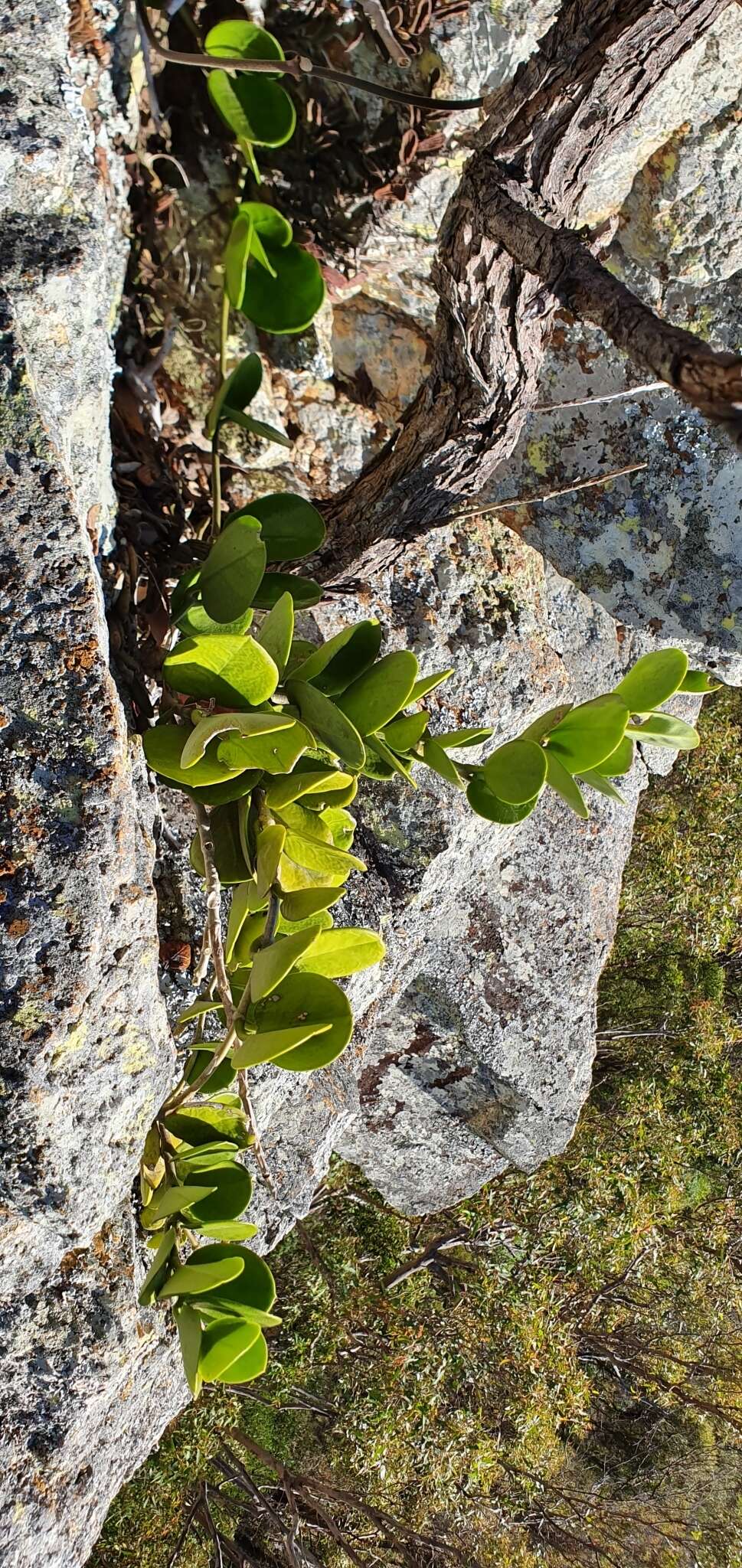 Image of Hoya australis subsp. australis