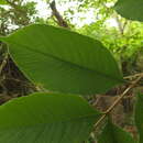 Imagem de Wrightia arborea (Dennst.) D. J. Mabberley