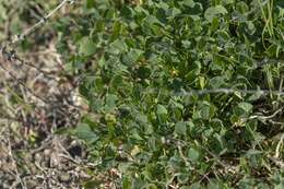 Image of Medicago intertexta subsp. ciliaris (L.) Ponert