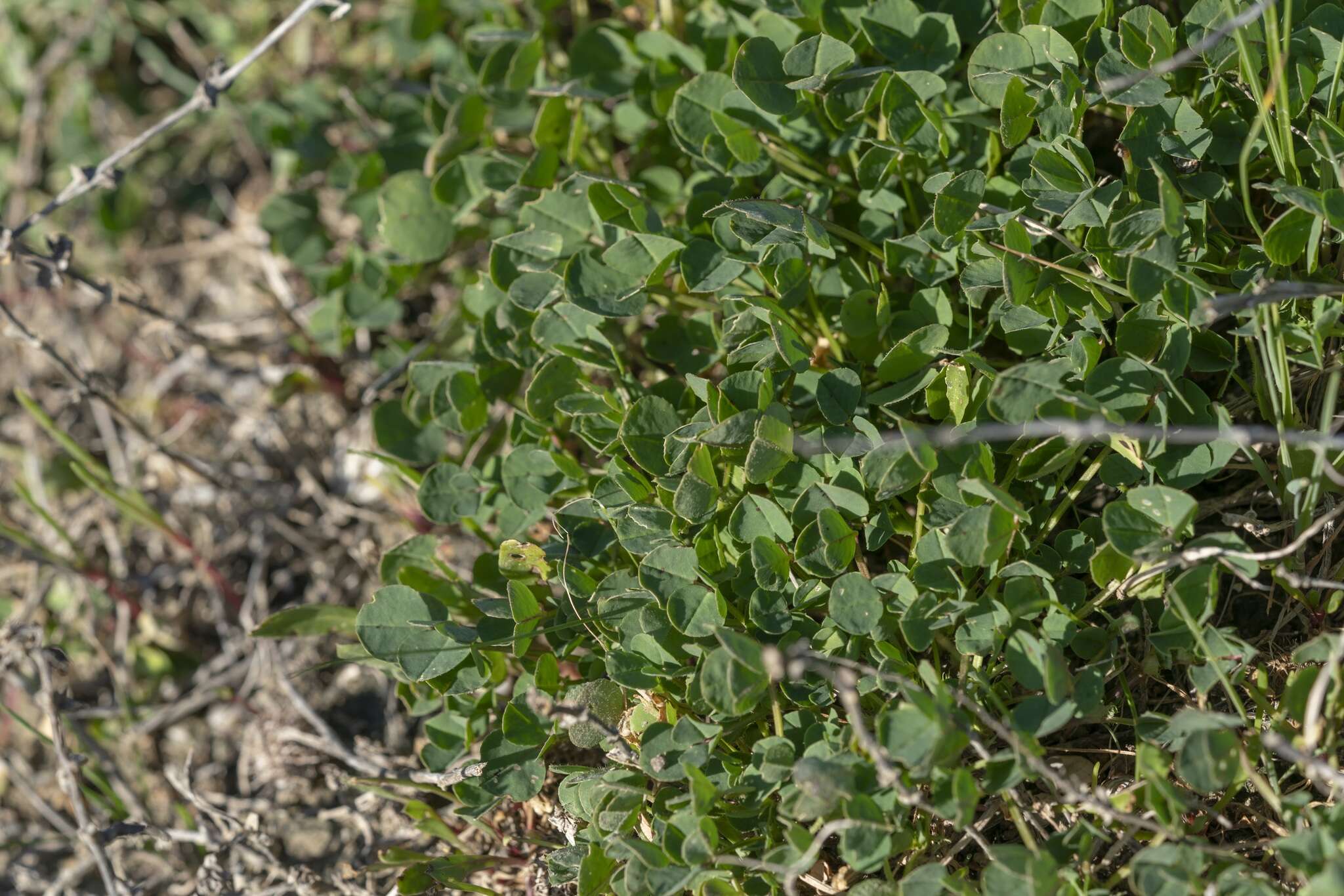 Image of Medicago intertexta subsp. ciliaris (L.) Ponert