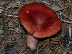 Image of Russula torulosa Bres. 1929