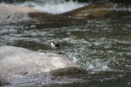 Image of White-capped Dipper