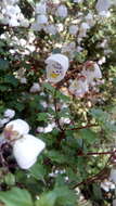 Image of Jovellana violacea (Cav.) G. Don