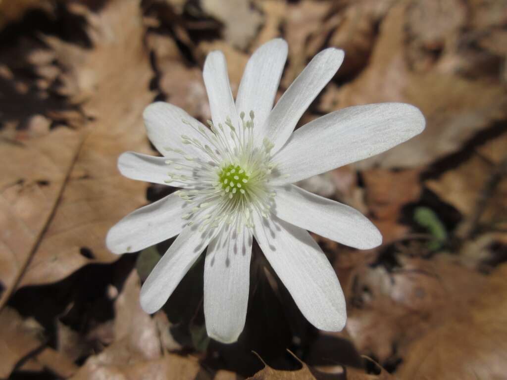 Image of Anemone raddeana Regel