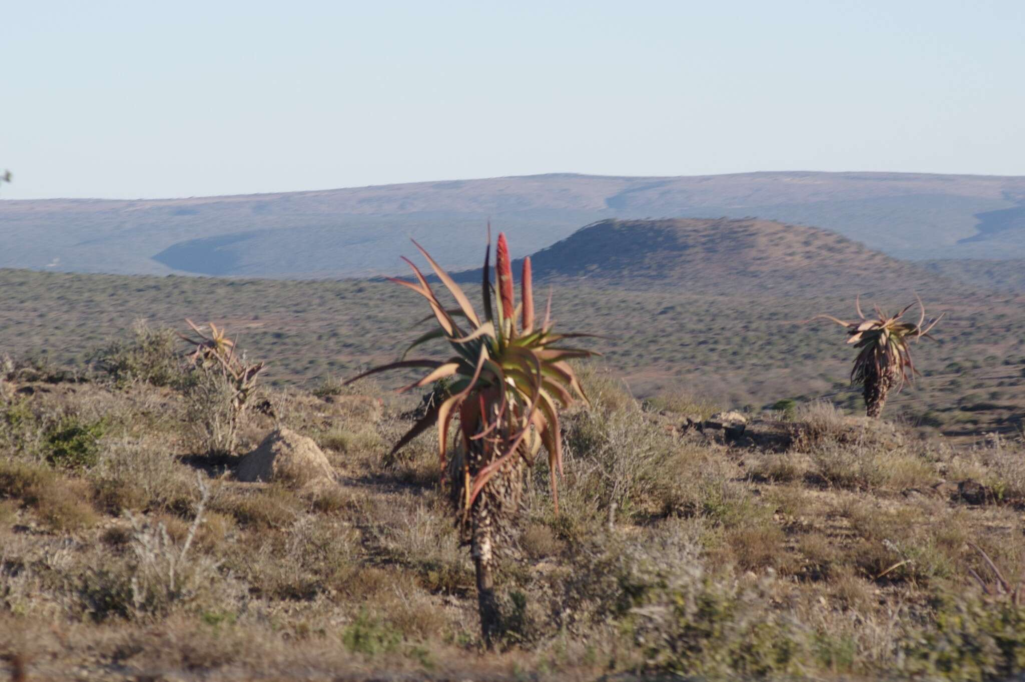 Image of Aloe speciosa Baker