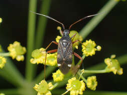 Image of Closterotomus biclavatus (Herrich-Schaeffer 1835)