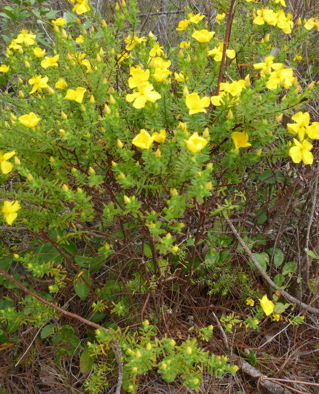 Image of Flatwoods St. John's-Wort